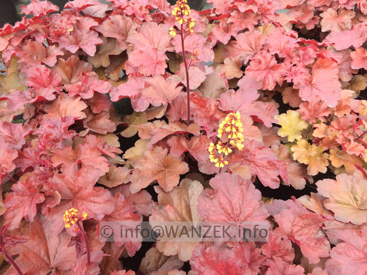 Heuchera Hybride Blondie 01.JPG